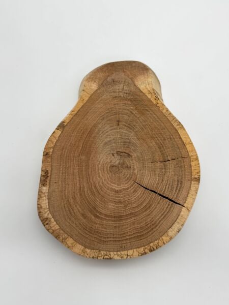 Doğal Meşe Ağacı Dilimi – Hobi ve Dekorasyon İçin Özel Kesim