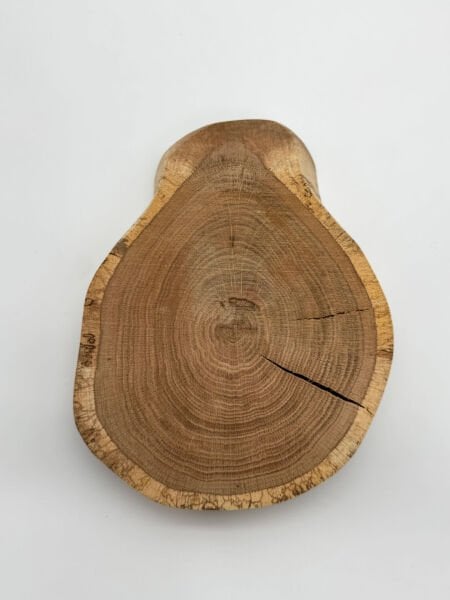 Doğal Meşe Ağacı Dilimi – Hobi ve Dekorasyon İçin Özel Kesim - Natural Oak Wood Slice – Specially Cut for Hobbies and Decoration