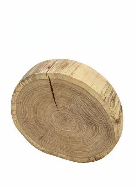 Doğal Meşe Ağacı Dilimi – Hobi ve Dekorasyon İçin Özel Kesim - Natural Oak Wood Slice – Specially Cut for Hobbies and Decoration 